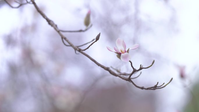 玉兰花 望春玉兰