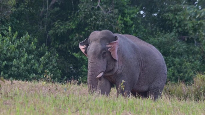 镜头拉近，这头巨大的野兽用耳朵扇动身体，用鼻子把食物送到嘴里。泰国，印度象
