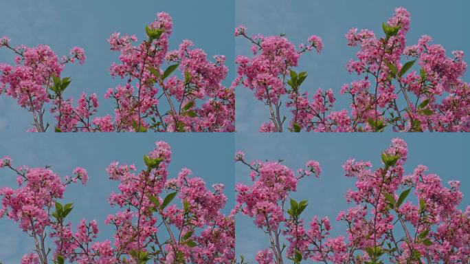 樱花花蕾花蕊花瓣花开