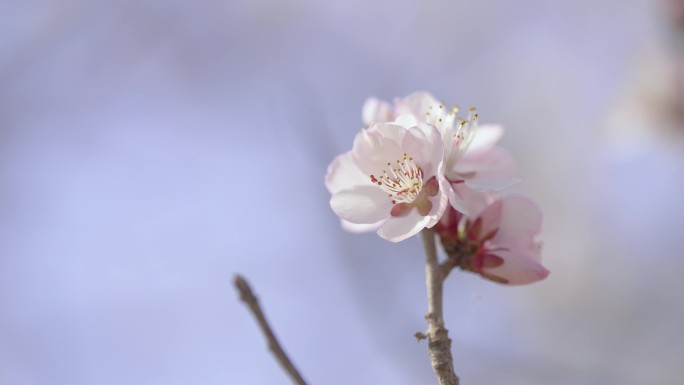 春天 桃花盛开