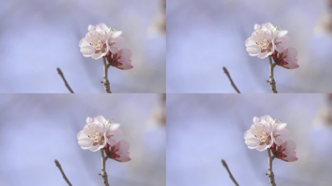 春天 桃花盛开