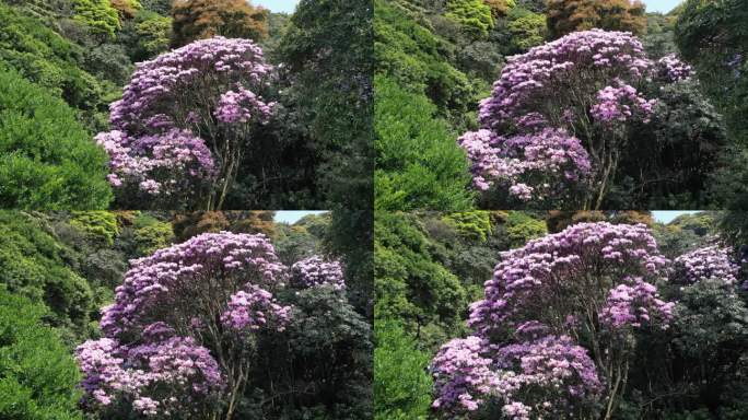 梧桐山杜鹃花