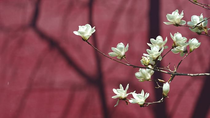 故宫的玉兰花 玉兰花 唯美玉兰花