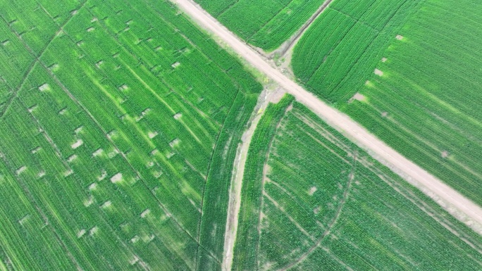 航拍春天田野麦地麦田园风光自然风光景