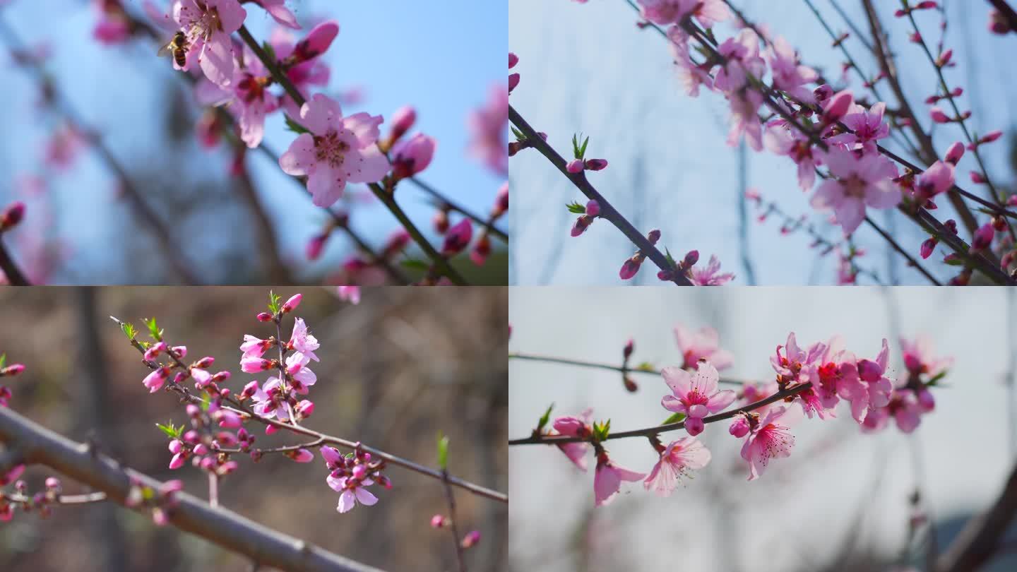 桃花盛开蜜蜂采蜜溪水香浦