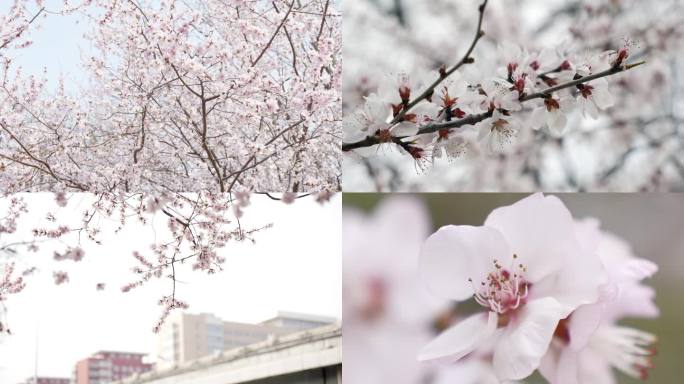 北京公园桃花开  春天蜜蜂 盛开桃花开
