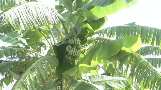 热带果树 香蕉树 叶片 树上香蕉 青香蕉