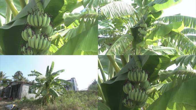 热带果树 香蕉树 叶片 树上香蕉 青香蕉