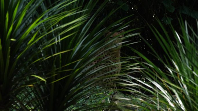 藏在灌木丛中的东南非洲猎豹(Acinonyx jubatus jubatus)