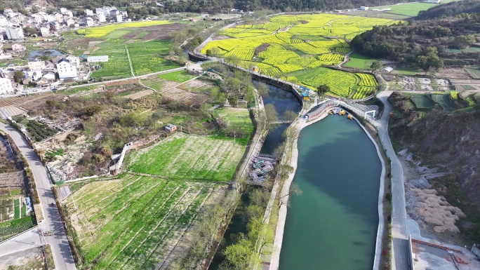 台州温岭田园牧歌油菜花