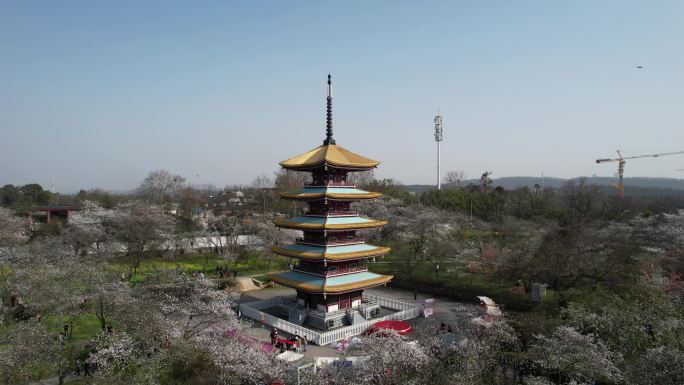 武汉东湖-磨山樱花园