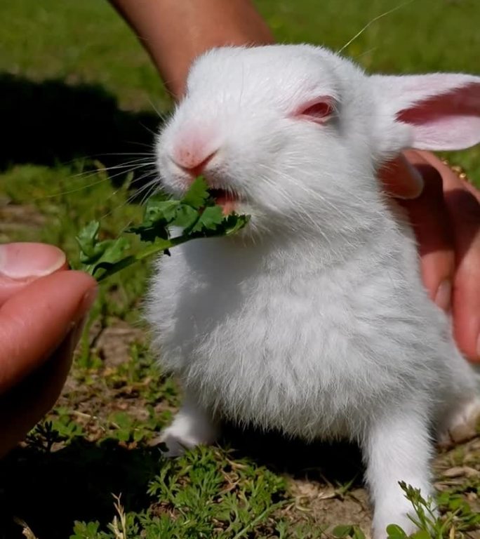 小白兔在吃绿香菜