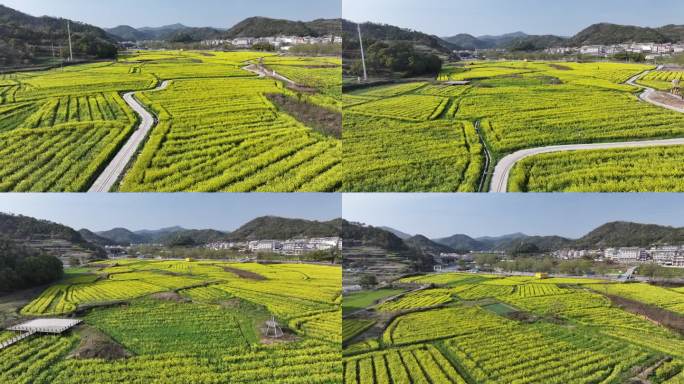 台州温岭田园牧歌油菜花