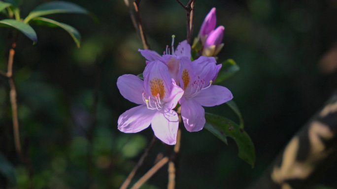 杜鹃花