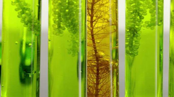 藻类燃料生物燃料工业实验室正在研究化石藻类燃料或藻类生物燃料的替代品。零碳排放概念。垂直视频。
