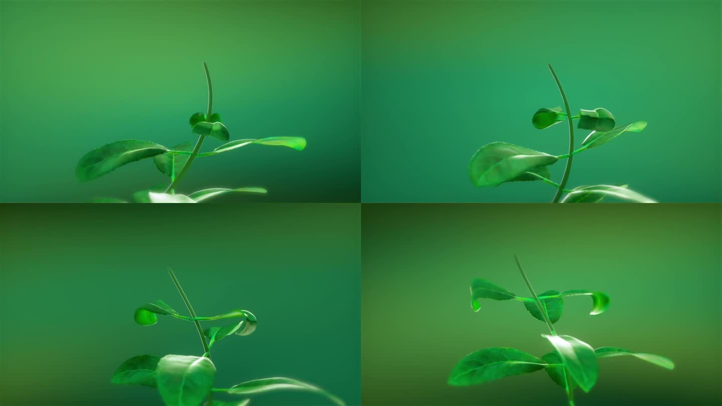 植物树叶发芽生长动画c4d源文件