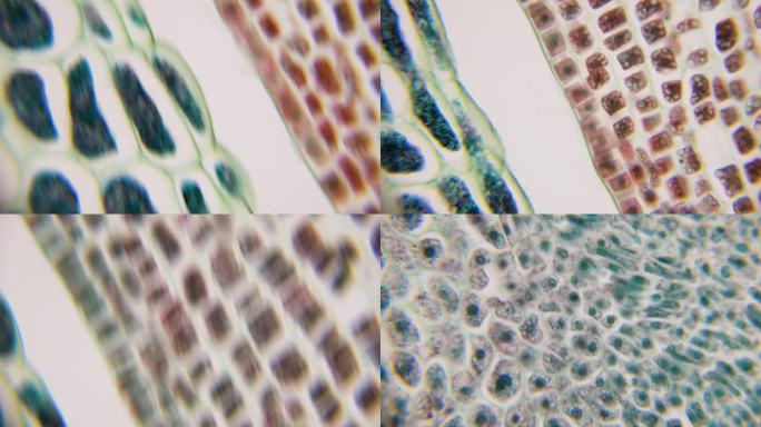 在显微镜下切割玉米粒。基因工程生物实验室。转基因产品放大100倍。抗病、抗辐射作物新品种的开发