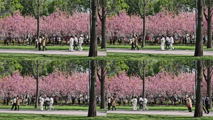 静安雕塑公园樱花盛开人群走动