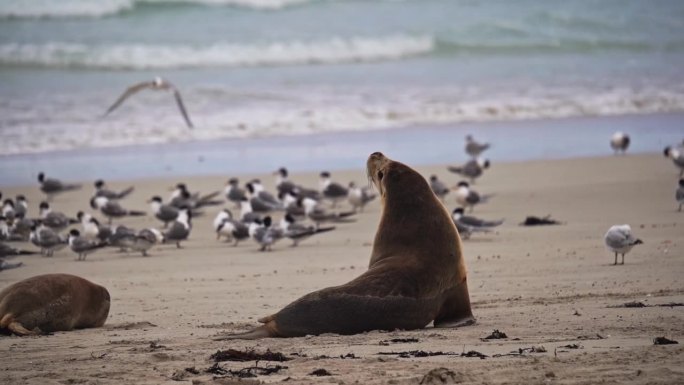 袋鼠岛海豹湾保护公园的澳大利亚海狗