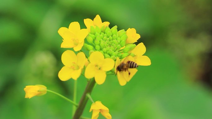春天的蜜蜂在油菜花间采花粉
