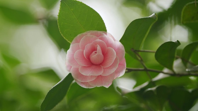 令人难以置信的美丽山茶花在春天的花园。粉红色的日本山茶花与绿色的叶子。关闭了。