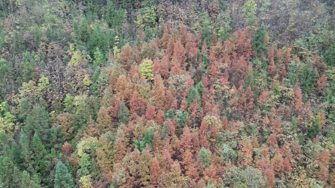 西岭雪山前山茶地坪景区