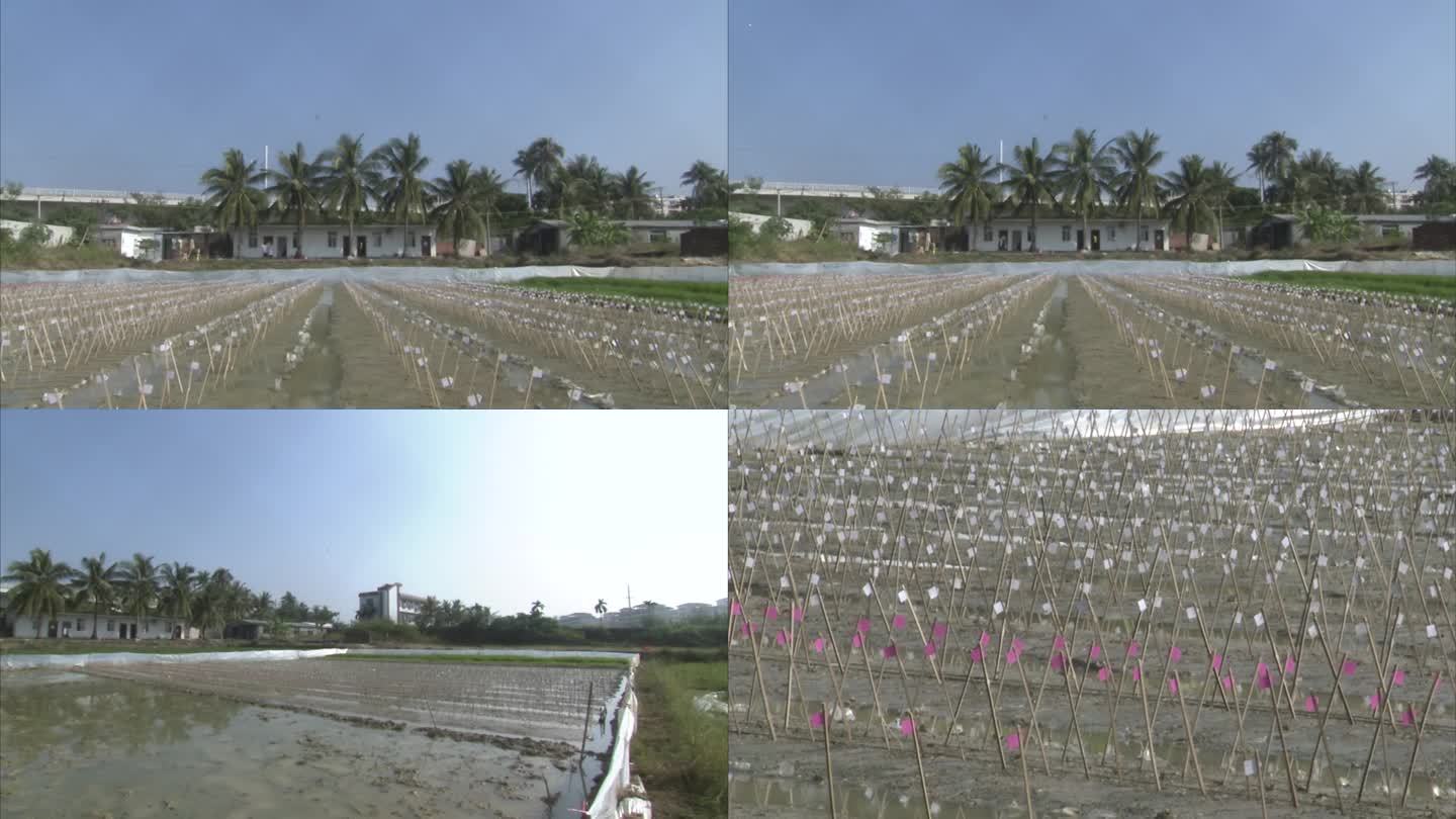 水稻育种基地 试验田 播种 插牌子的苗床