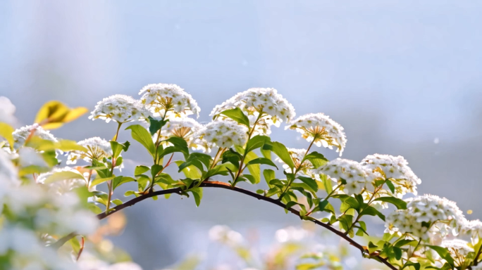 春天春分节气唯美风景视频