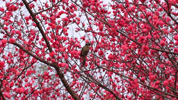 春天红梅花盛开鸟儿在红梅枝头