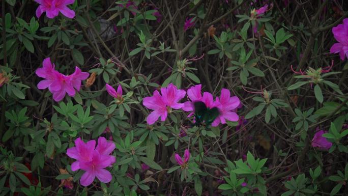 杜鹃花朵花瓣蝴蝶飞舞