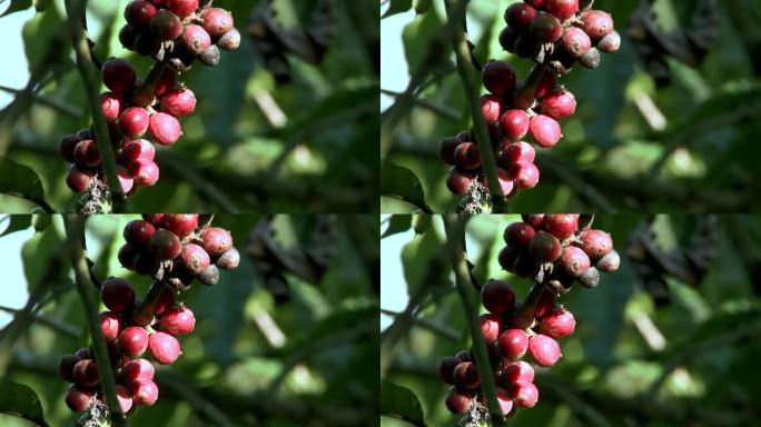 南美洲亚马孙盆地地区的厄瓜多尔，后院花园里树上的咖啡果。咖啡丛，咖啡栽培。高质量的全高清镜头