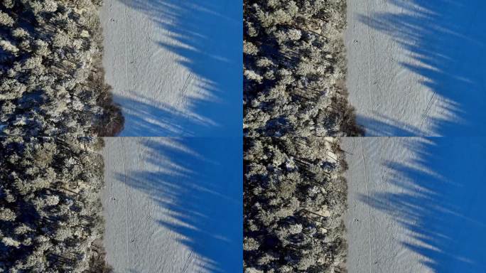 鸟瞰白雪覆盖的田野，常青树投下长长的影子