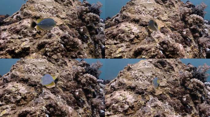 爪哇兔鱼在安达曼海吃粘在珊瑚上的藻类。