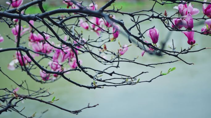 4K雨中的玉兰花02