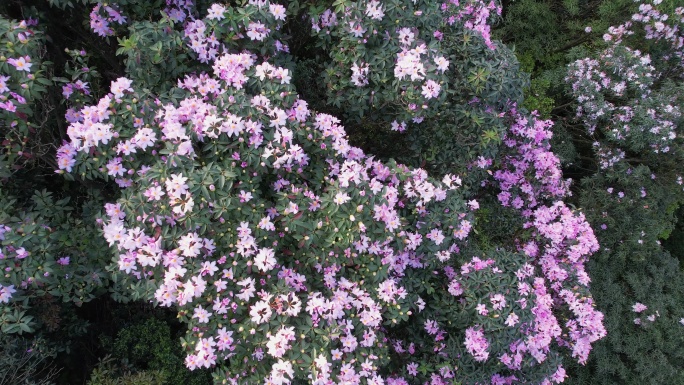 杜鹃花 杜鹃花海