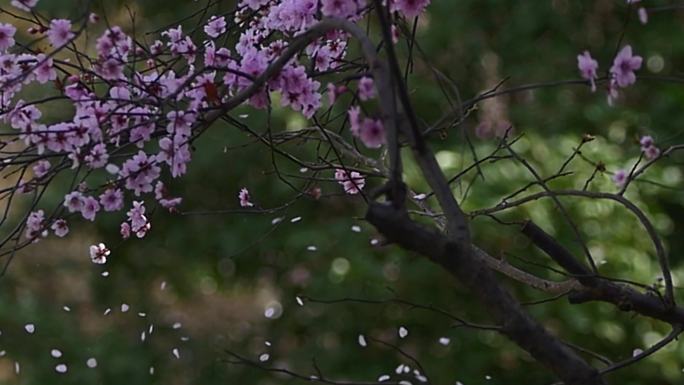 浪漫唯美桃花飘落花瓣雨