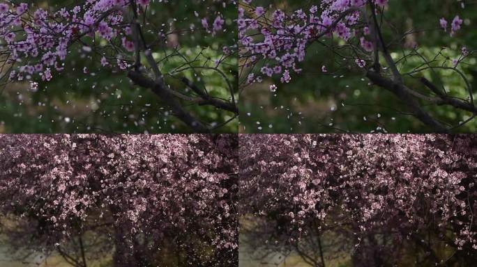 浪漫唯美桃花飘落花瓣雨