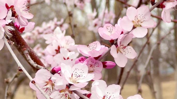 春天桃花桃树