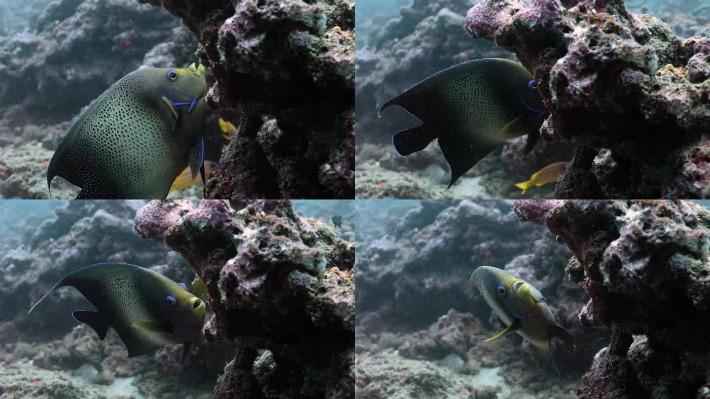 近景显示古兰经天使鱼在色彩丰富的礁石旁。