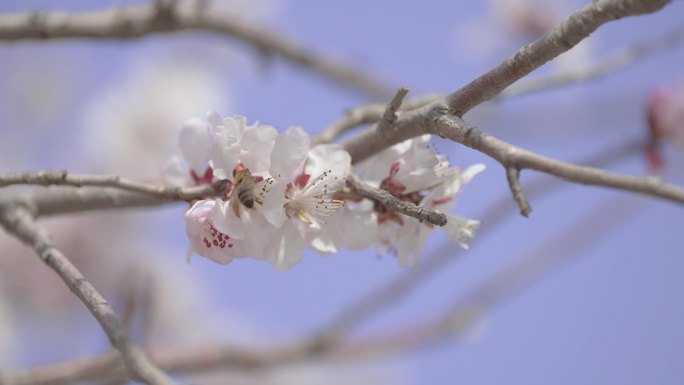 蜜蜂采蜜