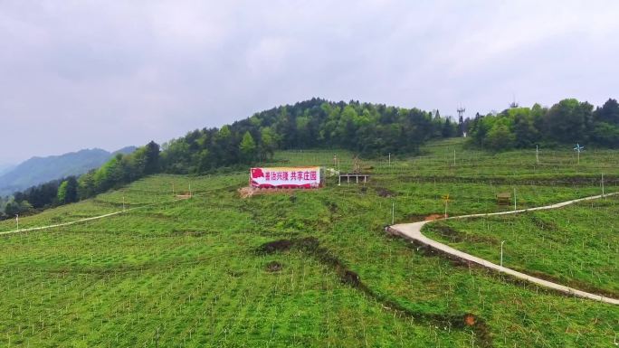 T0851乡村振兴航拍 种植基地 猕猴桃