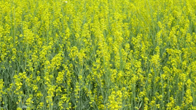 春天莫奈花园彩色油菜花蝴蝶蜜蜂采蜜农业