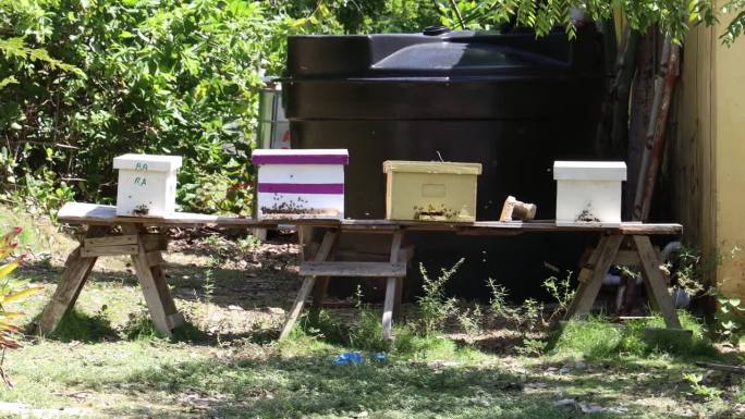 阳光明媚的一天，在一个旧木桌上的自制蜂箱上，周围是绿色植物和花园里的蜜蜂