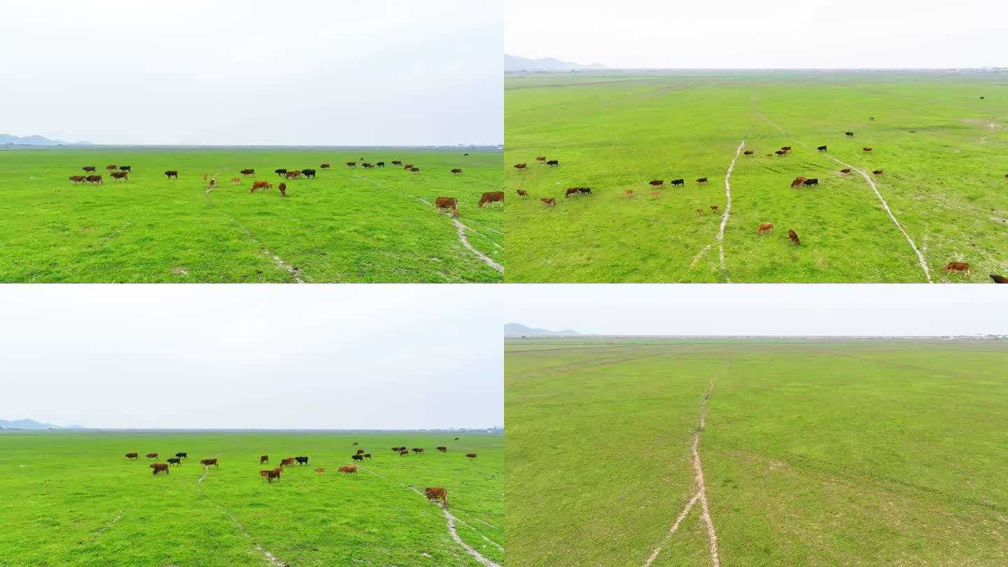 4k草原上牛群航拍