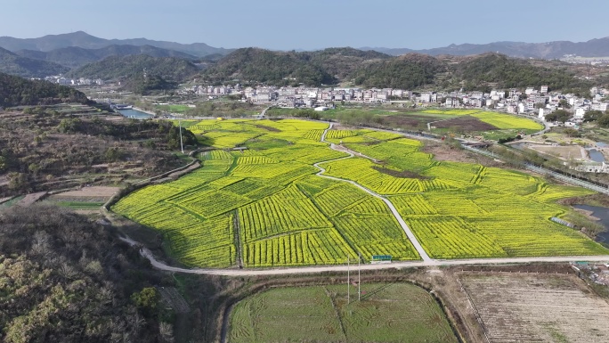 台州温岭田园牧歌油菜花