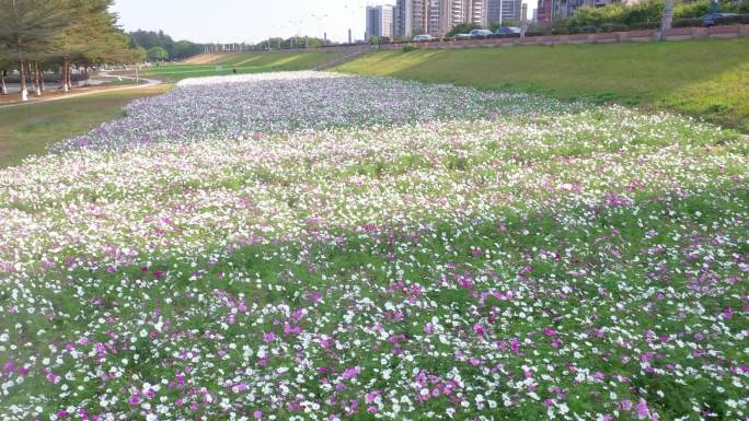 绿岛湖花海