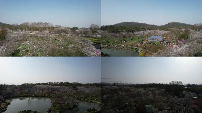 武汉东湖-磨山樱花园