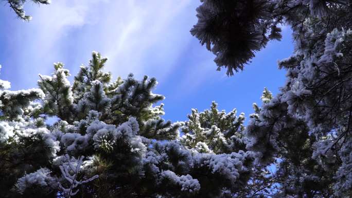 树挂 雪  冰清玉洁 春雪  冬雪 春天