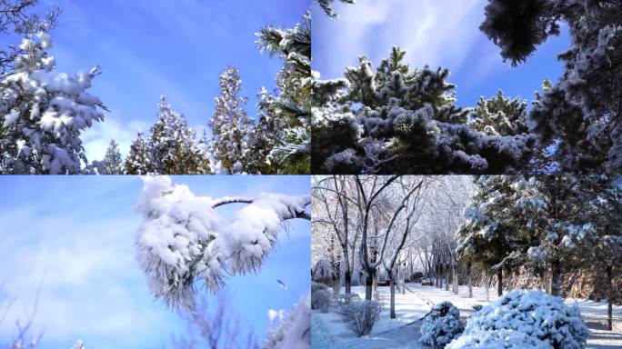 树挂 雪  冰清玉洁 春雪  冬雪 春天