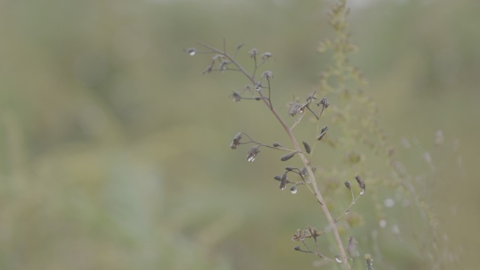 下雨路面 下雨植物